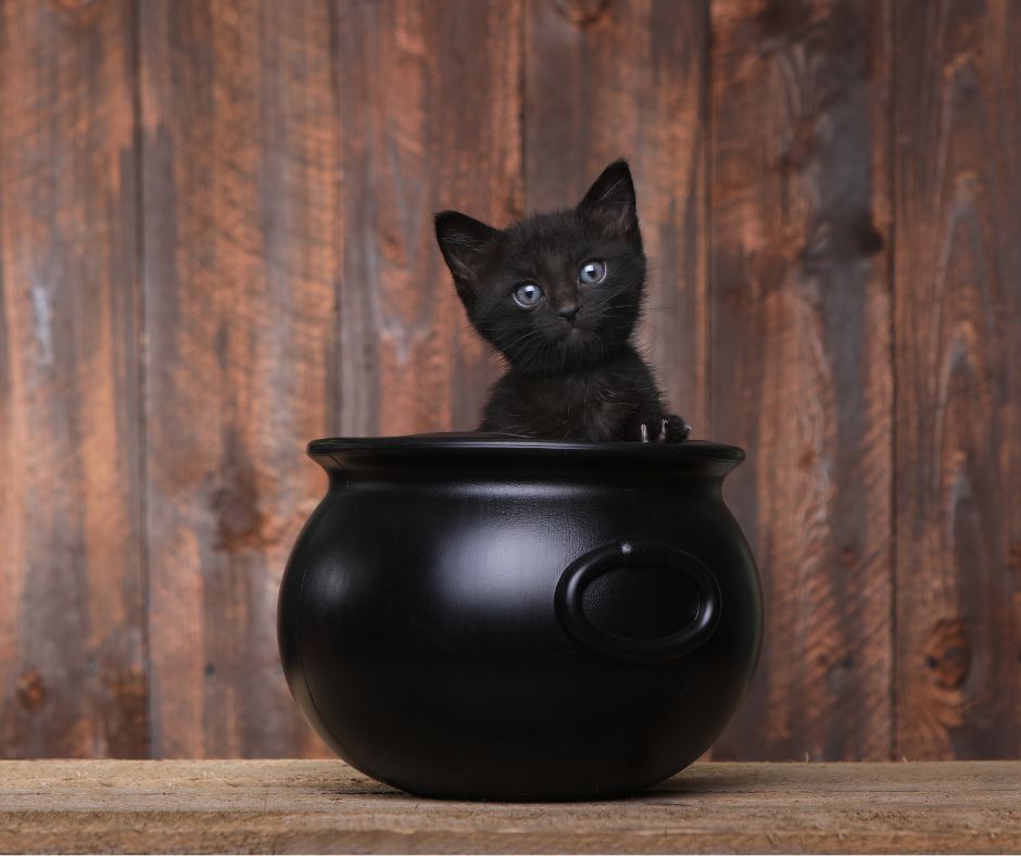 Czy czarne koty przynoszą pecha?